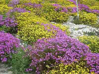  Wild Spring Flowers 