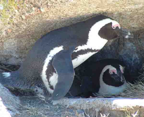 Penguins