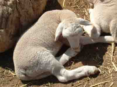 Merino Lamb