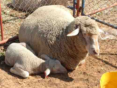 Merino