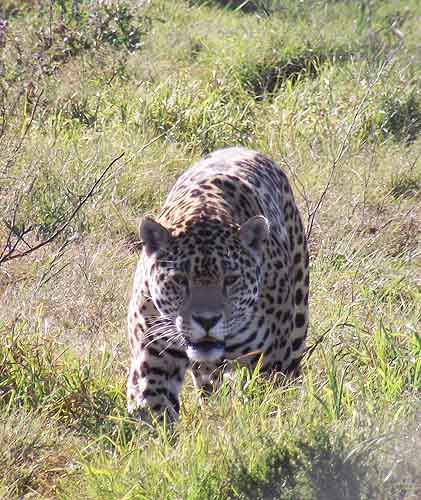  Leopard
