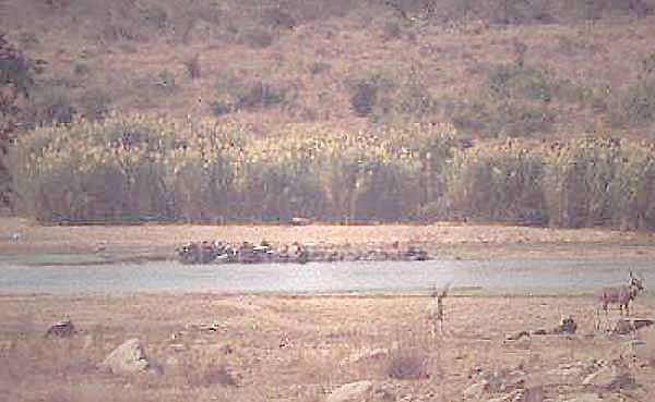 The Hippo Pool 
