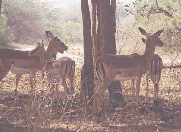 Impalas