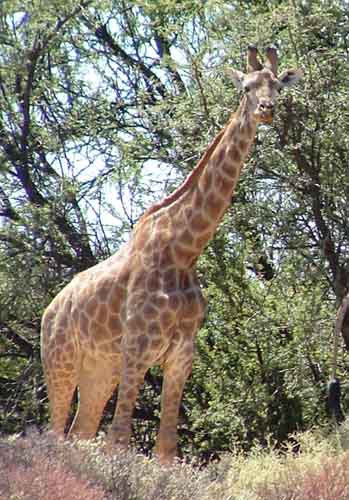 Giraffe