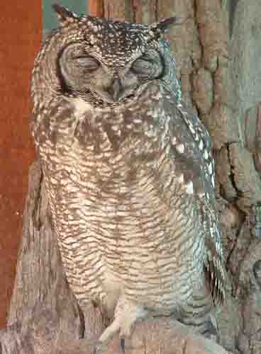 Owl