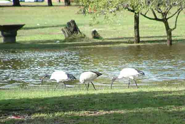 Sacred Ibis feeding