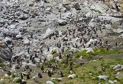 Penguins