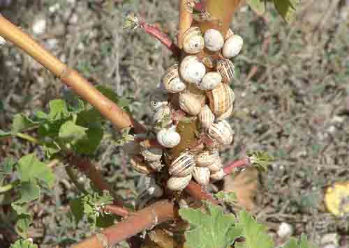 Unique plant