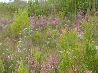 Fynbos