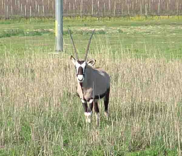Gemsbok