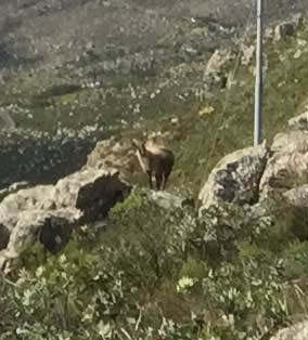 Table Mountain Tahr