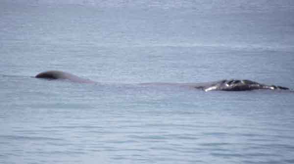 Whale