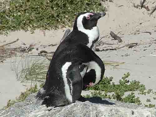  breeding pair