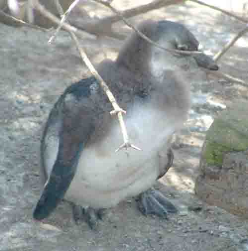  Moulting chick