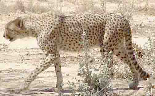  Cheetah