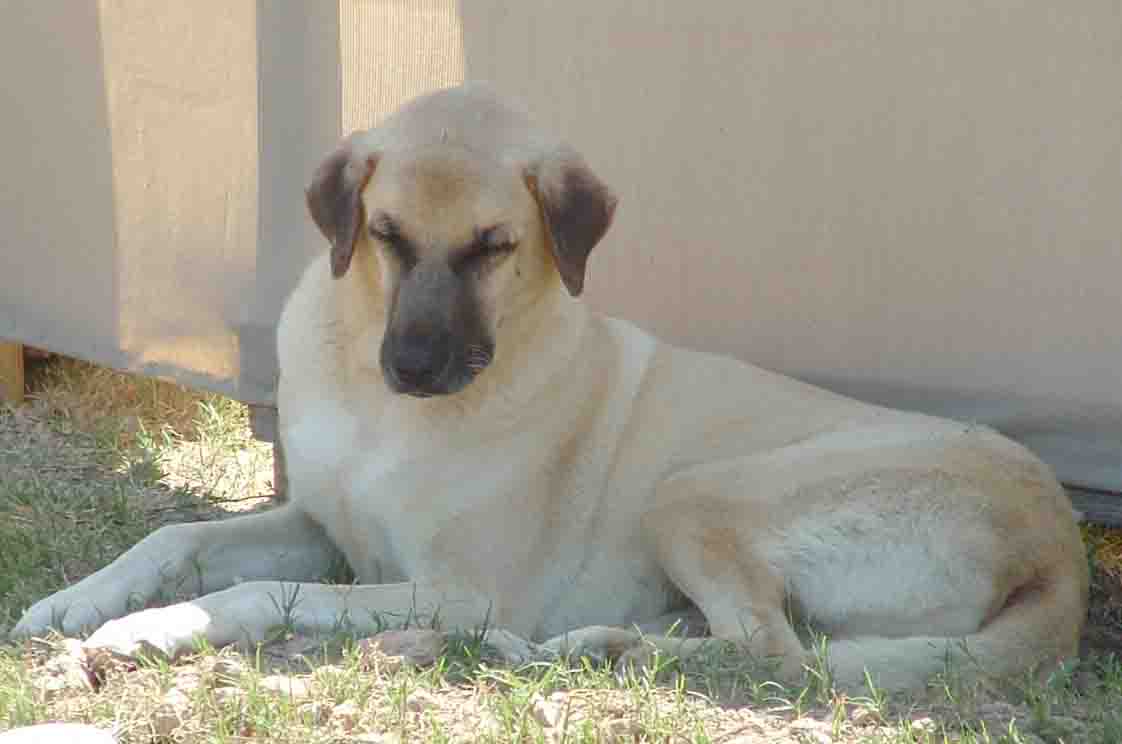  Dog