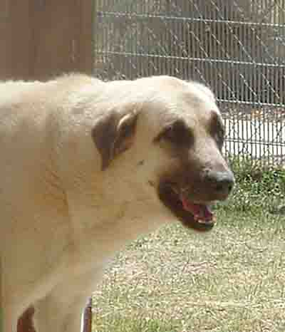  Anatolian shepherd dog