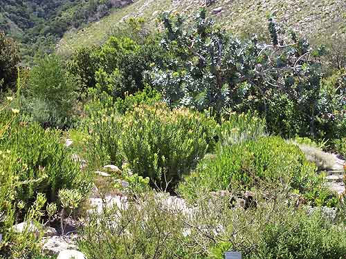  Tours in Cape Town