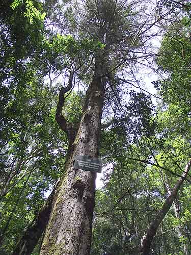 Knysna