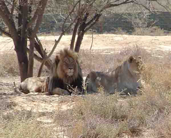 Lion