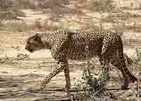  Cheetah