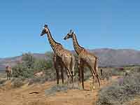  Giraffe