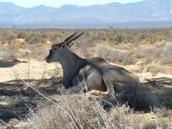  Eland