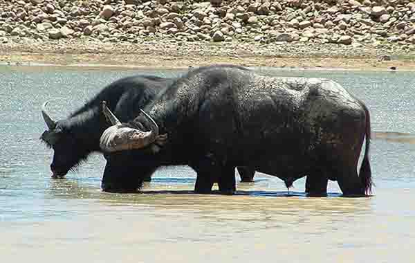  Buffalo
