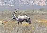  Gemsbok