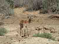   Nyala