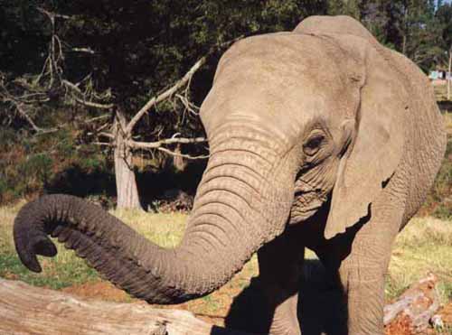  Elephant