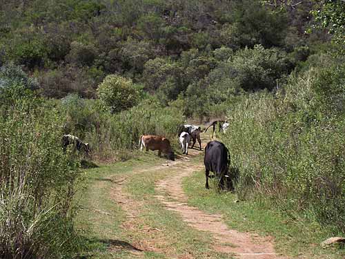  Tours in Cape Town
