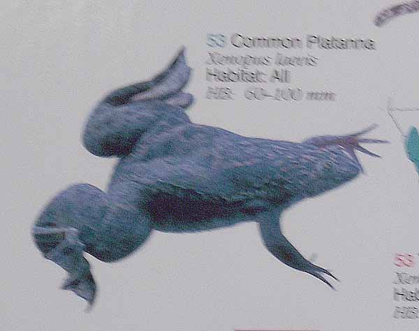 platanna frog