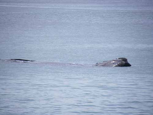 Whales