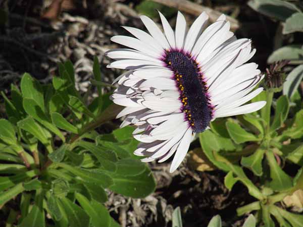  Yzerfontein