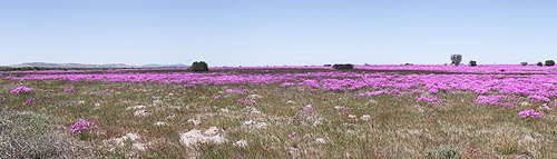  Yzerfontein