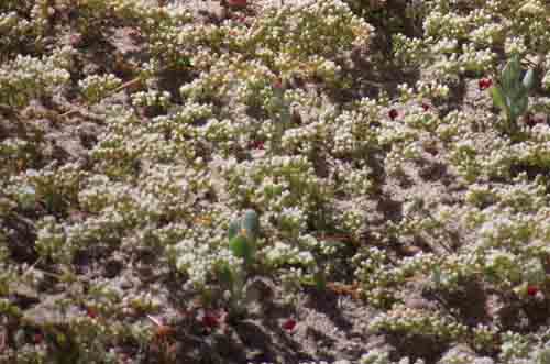  Yzerfontein